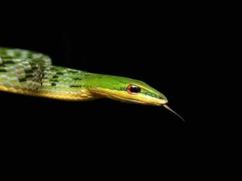 龙:传说的兽原型探秘(树蛇类) 龙:传说的兽原型探秘(树蛇类)