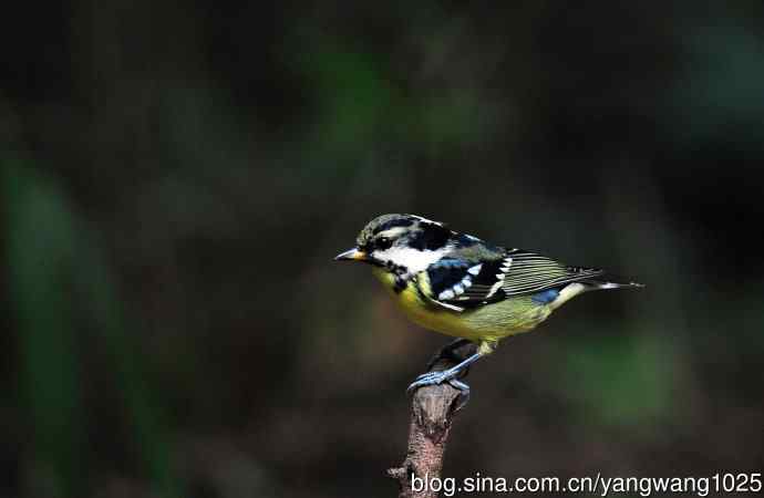黄腹山雀（11）