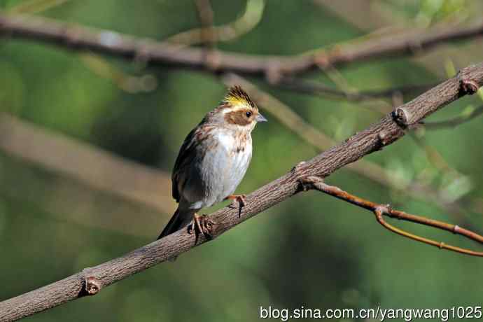 雌性黄喉鹀（13）