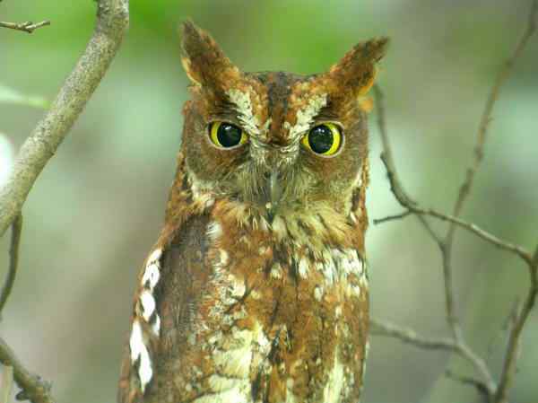 鸟与史料——老鹄翠（三宝鸟）