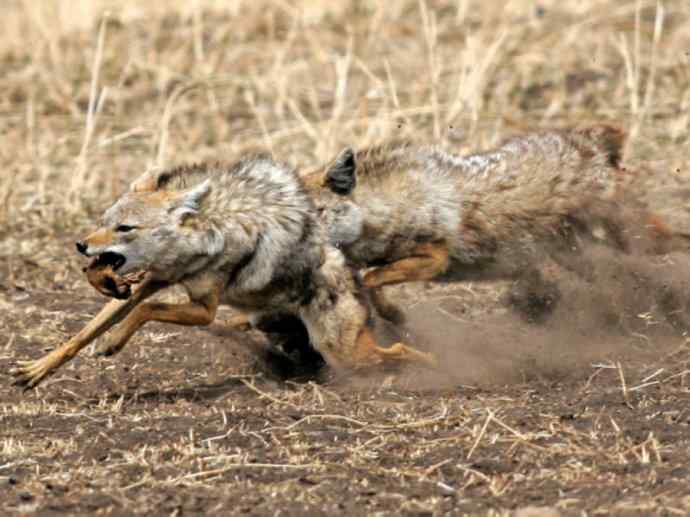 犬科:犬亚科犬属之金豺、黑背豺(胡狼类) 犬科:犬亚科犬属之金豺、黑背豺(胡狼类)