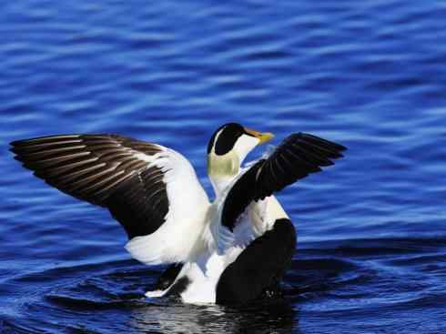 鸟类之最:欧绒鸭 鸟类之最:欧绒鸭