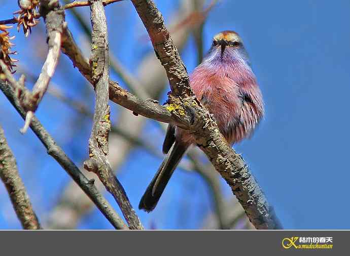 川西高原的美丽精灵-花彩雀莺【实拍】