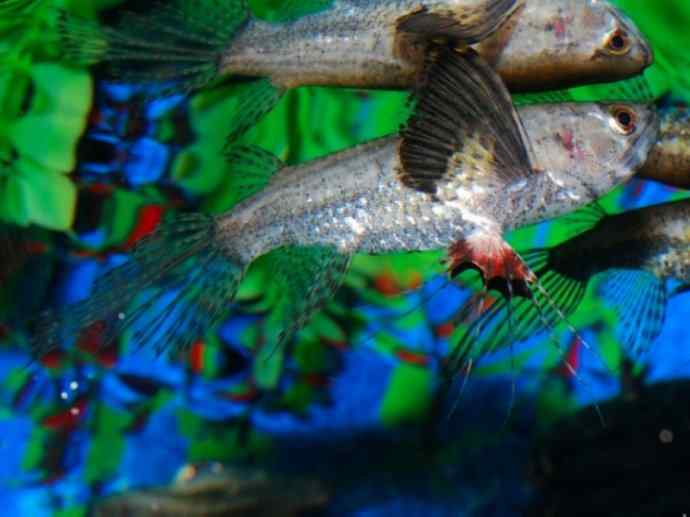 鱼类活化石：齿蝶鱼