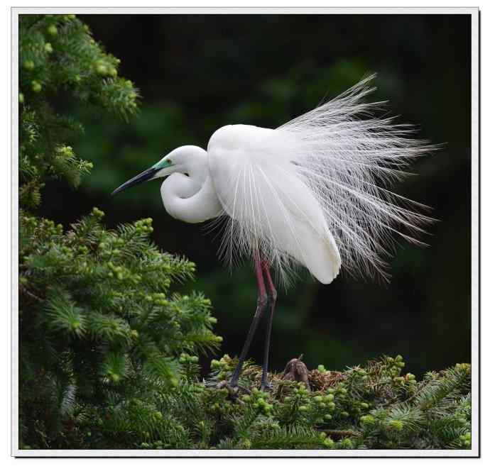 尼康V1相机拍摄的象山白鹭