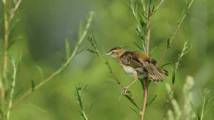 鸟荒时节的新宠 鸟荒时节的新宠