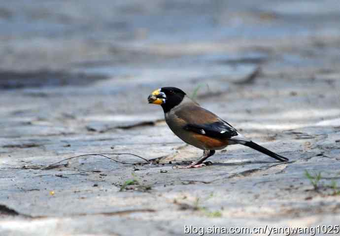 黑尾蜡嘴雀（雄）