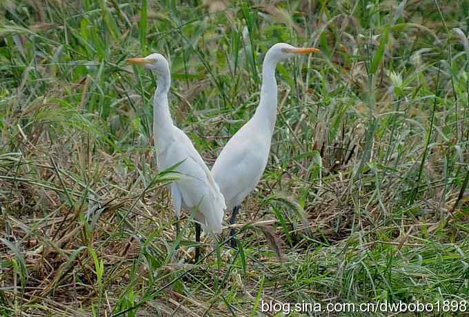 沙河水鸟乐拍 沙河水鸟乐拍