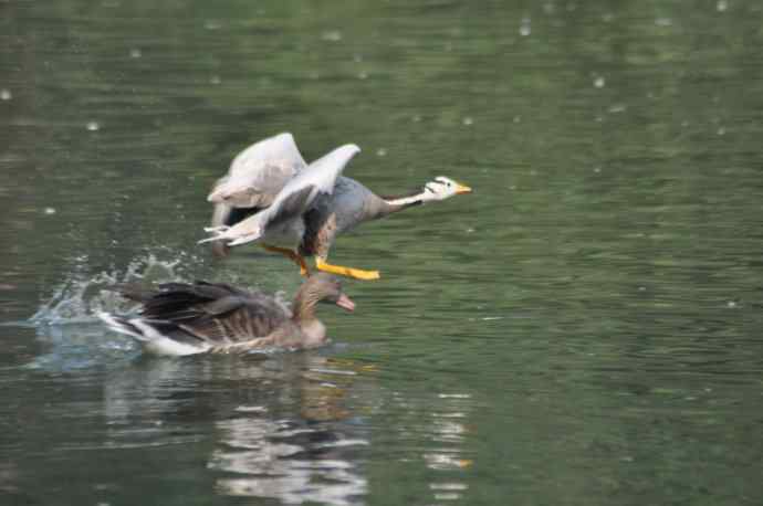 白天鹅、斑头雁