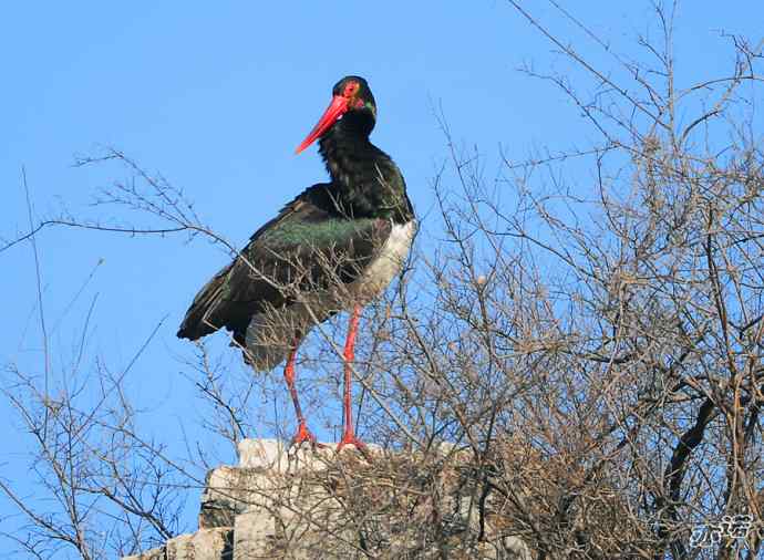 北京十渡 wbr路 wbr黑鹳 北京十渡 wbr路 wbr黑鹳