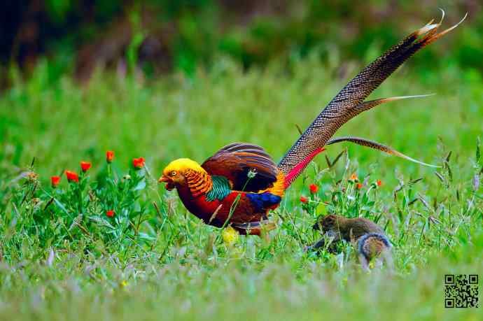 四月拍的红腹锦鸡