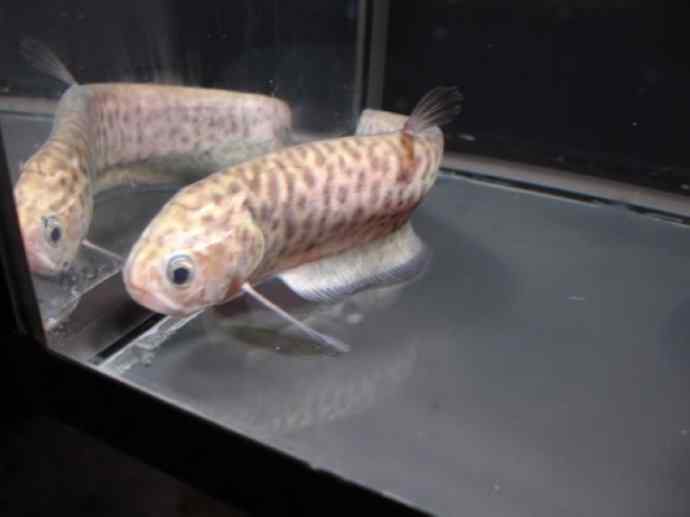 鱼类活化石：铠甲弓背鱼