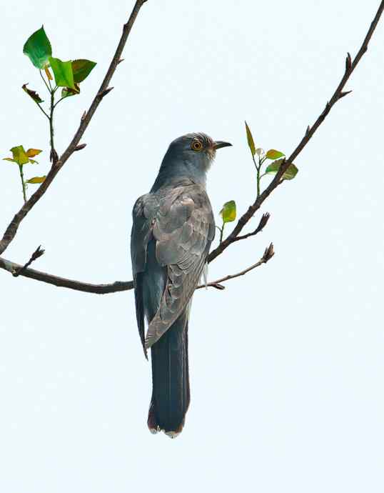 光棍节代言鸟杜鹃：光棍好苦鈥︹