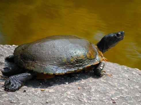 玄武：传说的兽原型探秘（潮龟）