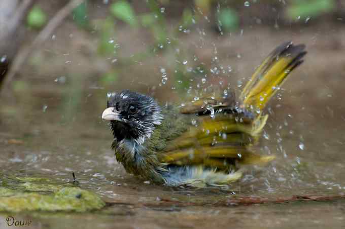 嬉水的领雀嘴鹎
