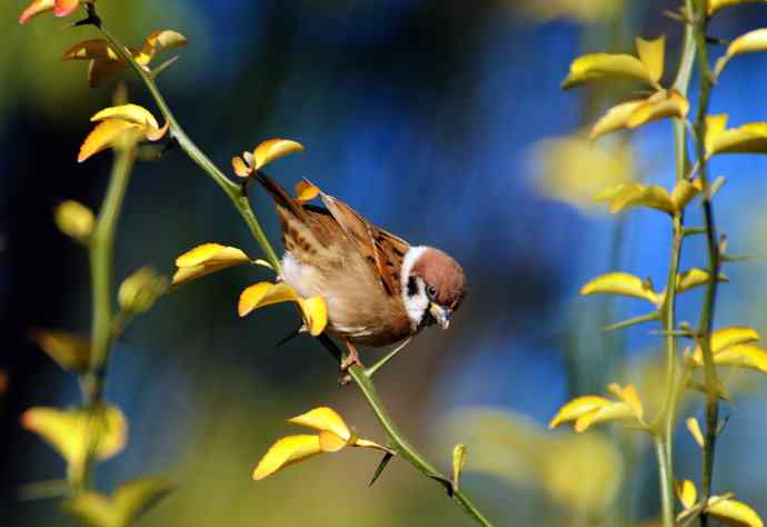 北京天坛公园的鸟类——枸橘上的麻雀