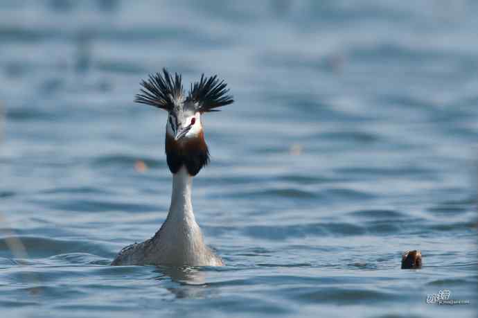 颐和园的凤头