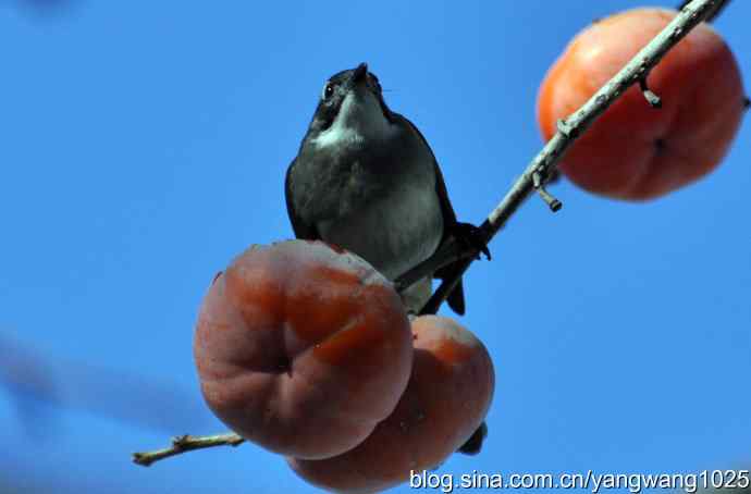吃柿子的白头鹎