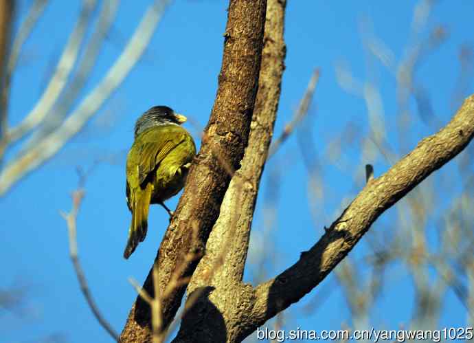 领雀嘴鹎(3) 领雀嘴鹎(3)