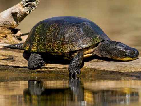 玄武：传说的兽原型探秘（水龟）