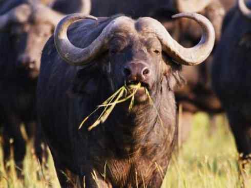 绝色攀禽:佛法僧目之蜂虎 绝色攀禽:佛法僧目之蜂虎