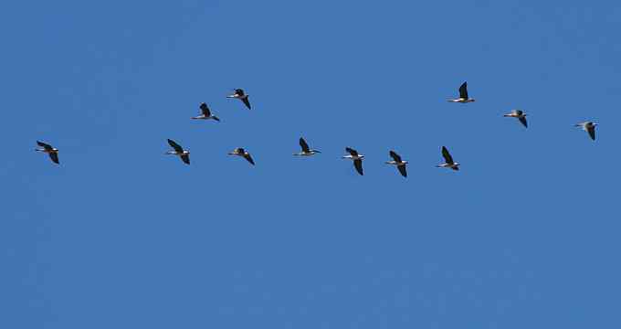 野鸭湖雁鸭翔飞 野鸭湖雁鸭翔飞