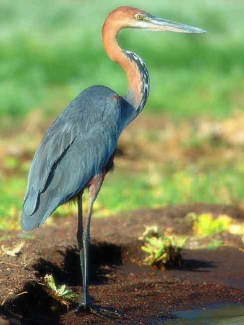 天生猎手：非猛禽类猎手之六（重量级的杀手——大型鹭鸟）