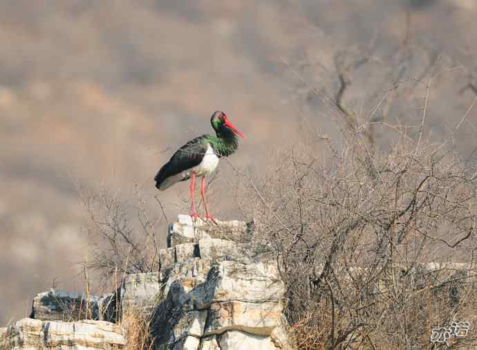 北京十渡 wbr路 wbr黑鹳 北京十渡 wbr路 wbr黑鹳
