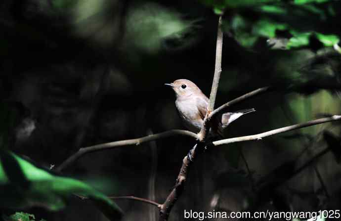 红喉姬鹟（17）