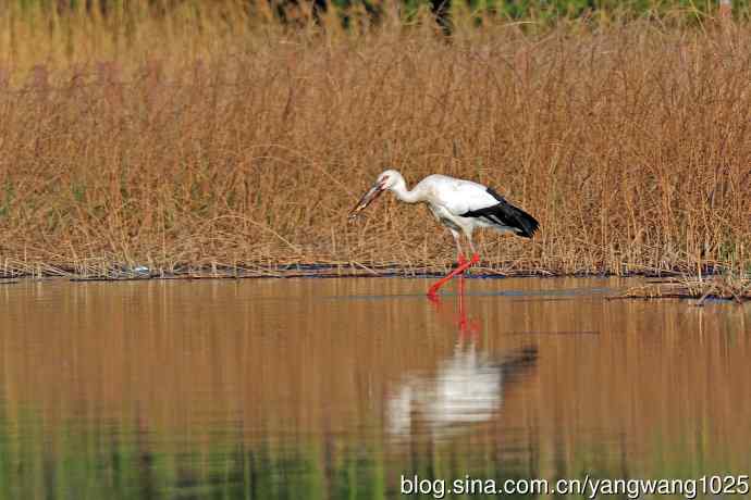 饱餐后的东方白鹳