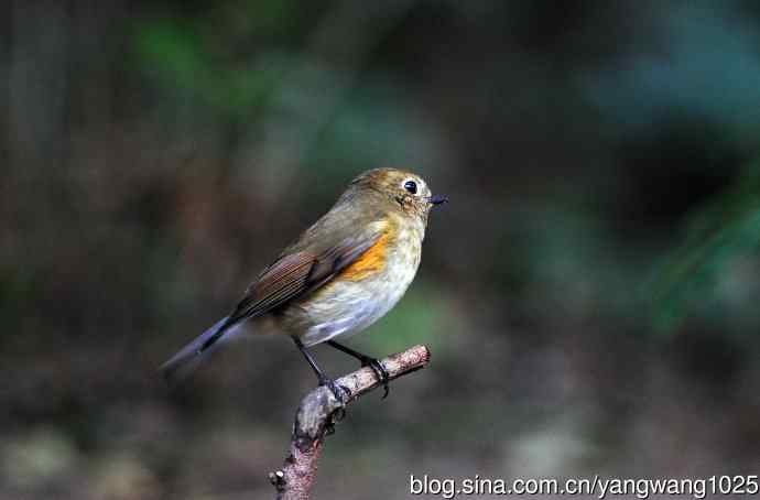 雌性红胁蓝尾鸲（57）