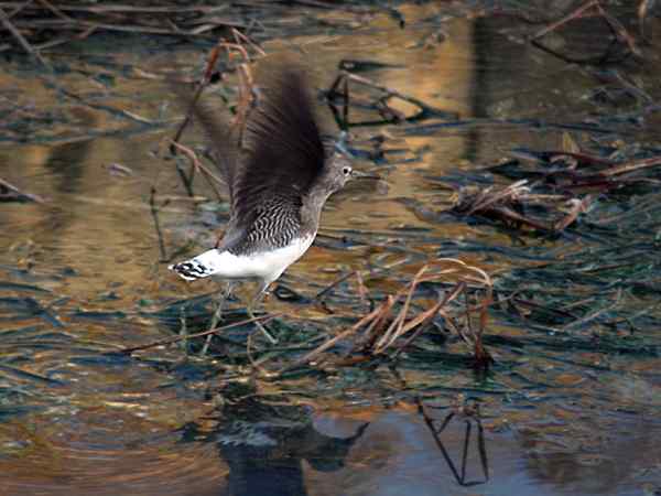 孤独的美丽（组图，17张图片）