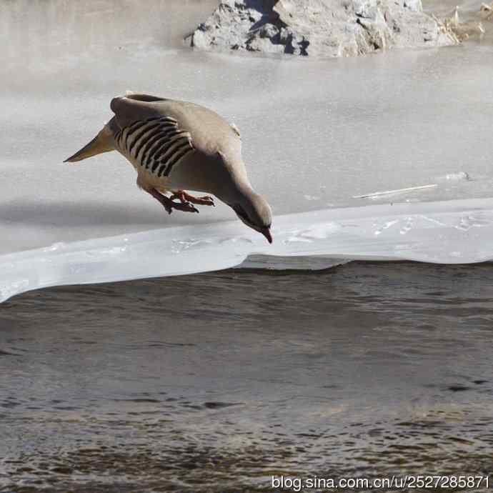 石鸡喝水的故事