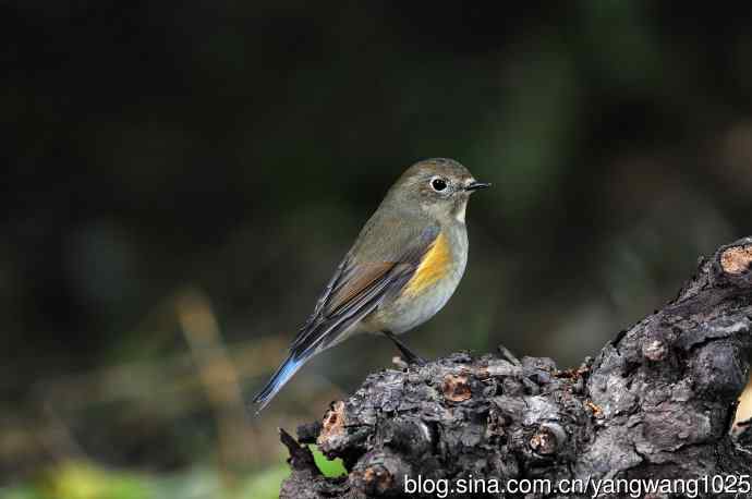 雌性红胁蓝尾鸲（52）