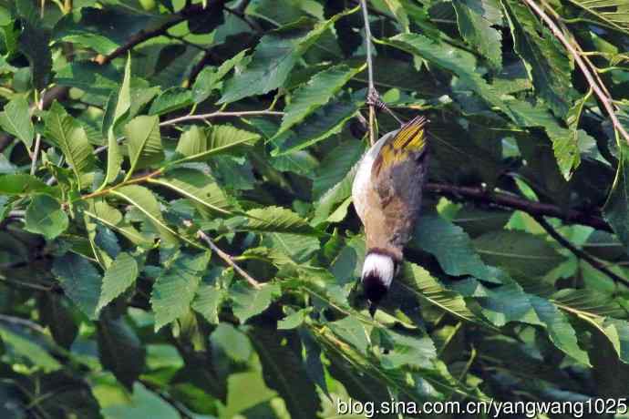 白头鹎(随拍)3 白头鹎(随拍)3