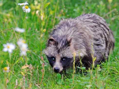 犬科:犬亚科犬属之貉 犬科:犬亚科犬属之貉