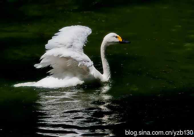 天鹅之舞（组图，8张图片）