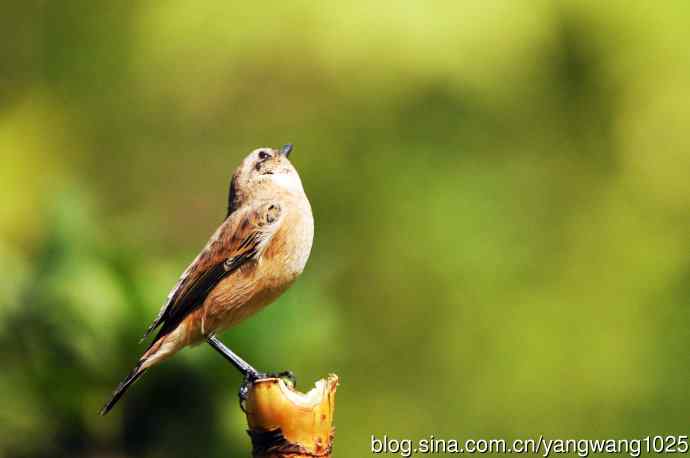 雌性黑喉石即鸟（1）