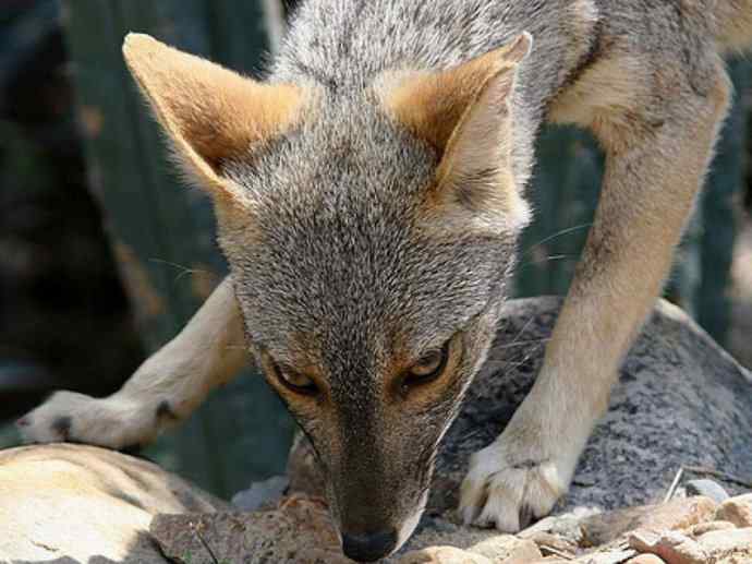 犬科：狐亚科伪狐属之高地狐、河狐、秘鲁狐