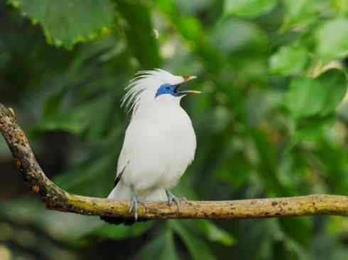 绝色攀禽：佛法僧目之三宝鸟