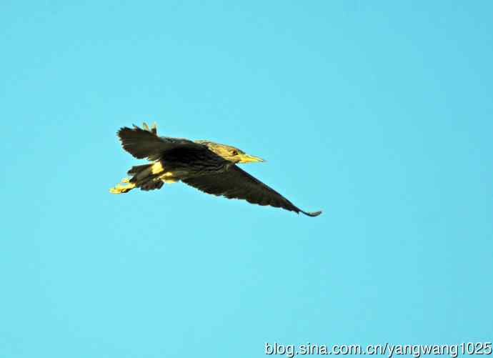 夜鹭MM的展示 wbr1