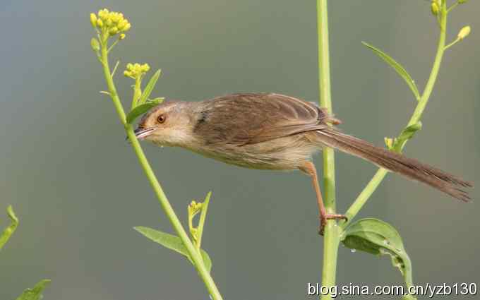 跳跃于菜花间的小精灵——褐头鹪莺（组图）