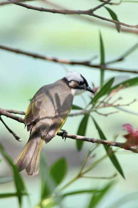 摄鸟拾趣（一） wbr白头鹎2012.06