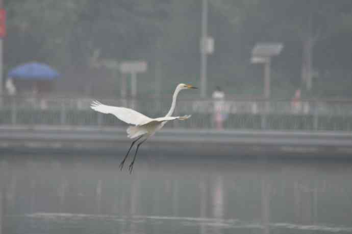 奥林匹克公园白鹭飞 wbr2