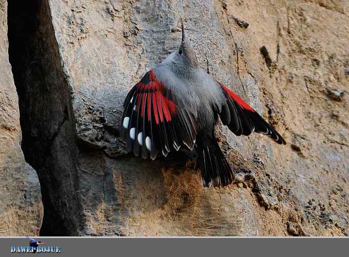 红翅蝶影 wbr炫舞山崖