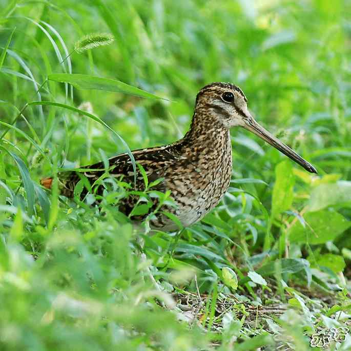 圆明园&nbsp;wbr路&nbsp;wbr终于打到了这只鸟