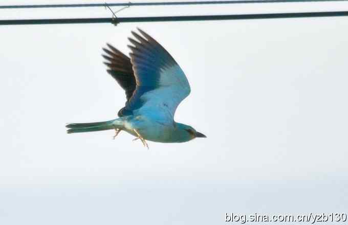 幸会蓝胸佛法僧（组图，4张图片）