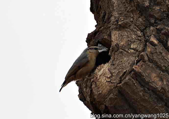 黑头鳾（shi）的小家