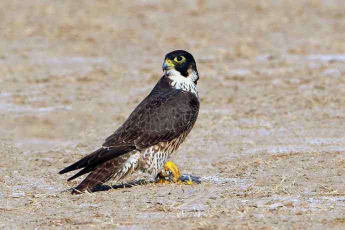 落地版游隼（摄于野鸭湖）