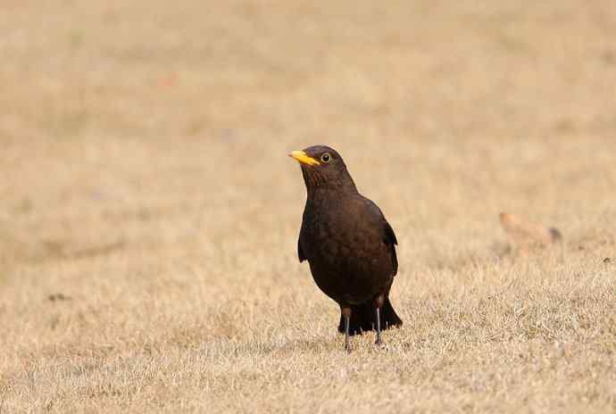 瑞典国鸟--乌鸫